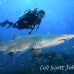 shark_tiger_sand_atlas_h_0509_nca0971.jpg